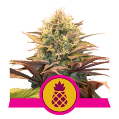 Royal Queen Seeds Pineapple Kush