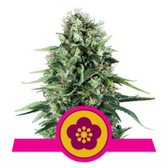 Power Flower