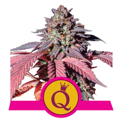 Royal Queen Seeds Purple Queen Fem