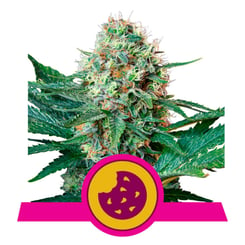 Royal Queen Seeds Royal Cookies Fem