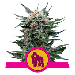 Royal Queen Seeds Royal Gorilla Fem