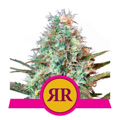 Royal Queen Seeds Royal Runtz Fem