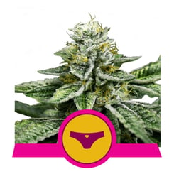 Royal Queen Seeds Sherbet Queen Fem