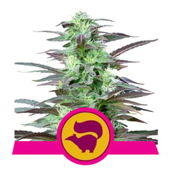 Royal Queen Seeds Skunk XL