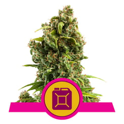 Royal Queen Seeds Sour Diesel