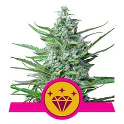 Royal Queen Seeds Special Kush #1