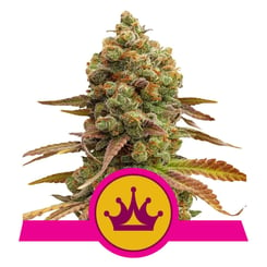 Royal Queen Seeds Special Queen #1