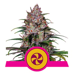 Royal Queen Seeds Sweet ZZ Fem