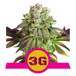 Royal Queen Seeds Triple G Fem