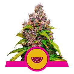 Royal Queen Seeds Watermelon Fem