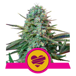 Royal Queen Seeds Wedding Crasher Fem