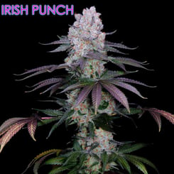 Romulan Genetics Irish Punch