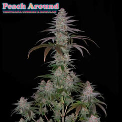 Romulan Genetics Peach Around