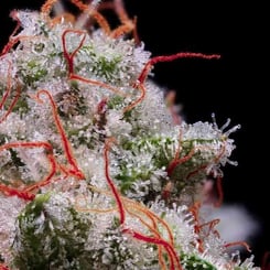 Close-up of a Peach Crescendo Auto cannabis bud covered in frosty trichomes and orange hairs against a black background.