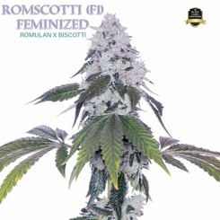 Romulan Genetics Romscotti