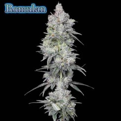 Romulan Genetics Romulan Bx1