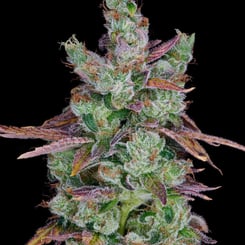 Purple Caper Seeds West Coast Sour Diesel