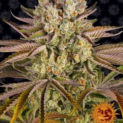 Close-up of a mature Pineapple Express (F) cannabis plant with dense buds and orange pistils against a dark background. The Barthes Farm logo featuring a stylized sun is placed at the bottom right corner.