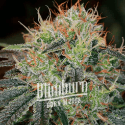 Close-up of a Fat Bastard Auto cannabis plant with green leaves and dense buds covered in orange hairs and white crystals. The text "Blimburn BORN IN 2002" is visible over the plant.