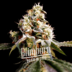 A close-up of a cannabis plant with a dense cluster of buds and shimmering white trichomes. The text "Blimburn, Born in 2002" is overlaid on the image, showcasing the essence of Head Band (F).