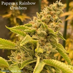 Close-up of a Papaya x Rainbow Crushers (F) cannabis plant with dense, frosted buds and serrated leaves. Text reads "Papaya x Rainbow Crushers (F)" and "@porter_house_farm.