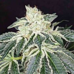 Twenty20 Mendocino Queen of Diamonds