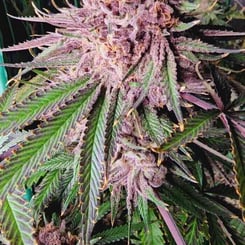 Mosca Seeds Tiki Madman Runtz de frutas