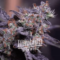 Close-up of a Blackberry Moonstones Auto [Formerly Blackberry Moonrocks Auto] cannabis bud with frosty trichomes, purple hues, and orange hairs. "Blimburn Born in 2002" text overlay is present at the bottom center.