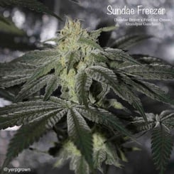 Cannarado Genetics Sundae Freezer