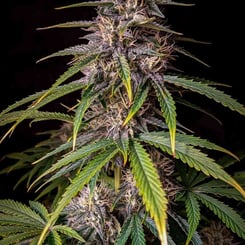 Close-up of a mature Alien vs. Triangle Auto cannabis plant with dense, resin-coated buds and green serrated leaves against a dark background.