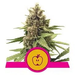 Royal Queen Seeds Apple Fritter