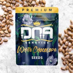 DNA Genetics White Chocolate