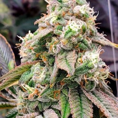 Close-up of a fully-grown Gushers FAST (F) cannabis plant with green leaves and dense, frosty buds covered in trichomes.