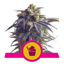 Royal Queen Seeds Sundae Driver