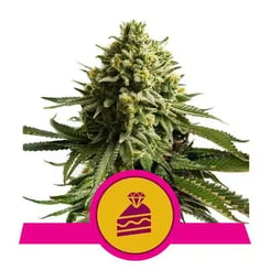 Royal Queen Seeds Wedding Cake