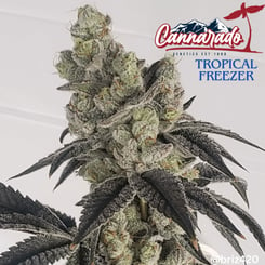 Cannarado Genetics Tropical Freezer