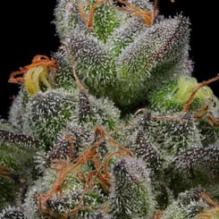 Close-up image of a Caramel Cream (F) (Wholesale BULK) cannabis bud featuring dense, frosty trichomes and orange pistils against a black background.