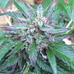 Close-up of an Early Bubba (R) [LIMITED] cannabis plant's bud covered in trichomes, with green and purple leaves.