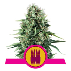 Royal Queen Seeds Royal AK