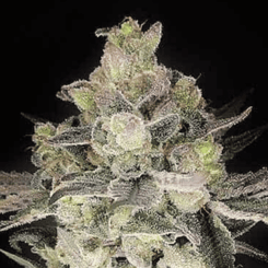 A close-up of a cannabis plant with dense green buds covered in white crystals against a black background, resembling the quality of the renowned Gary Payton (F) strain.