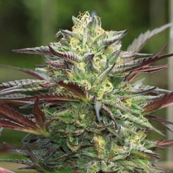 Close-up of a G.S. Cookies (F) (Wholesale BULK) cannabis plant with a dense, bright green bud covered in trichomes, surrounded by dark green and purple-hued leaves.