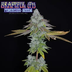 A close-up of a Grapeful (F) cannabis plant against a black background, showcasing dense, frosty buds and vibrant leaves. Text on the image reads "Grapeful (F) Feminized Seeds (Romulan x MG #6)".