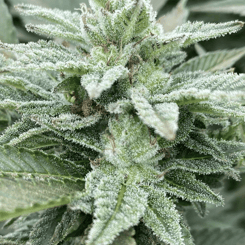 Close-up of a cannabis plant covered with dense trichomes, resembling Jewel Piece (F) with vibrant green leaves.