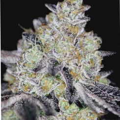 Sin City Seeds Luxor