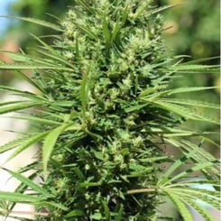 Close-up image of a dense cannabis plant, showcasing green leaves and a heavy concentration of buds, reminiscent of the rich Morocco Beldia Kif (R) strain.