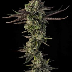 Sin City Seeds Night Wedding