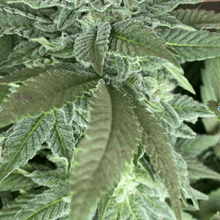 Close-up of a green cannabis plant featuring dense foliage and budding flowers, with a person's hand gently touching the leaves, reminiscent of nurturing an Ozark Beauty Punch (F).