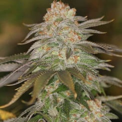 Sin City Seeds Raskal Berries F2