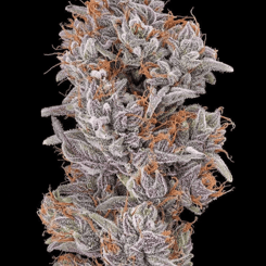 Close-up of a dense Strawberry Delight (F) cannabis bud covered in white trichomes and orange pistils, set against a black background.