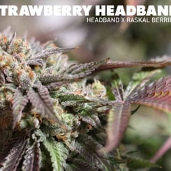 Sin City Seeds Strawberry Headband